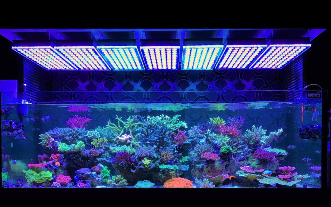 ILLUMINAZIONE LED ACQUARI